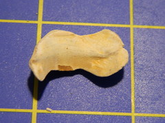 Acanthopleura gemmata