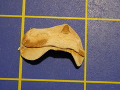 Acanthopleura gemmata