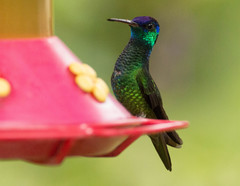 Chrysuronia oenone