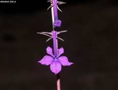 Lobelia sinaloae