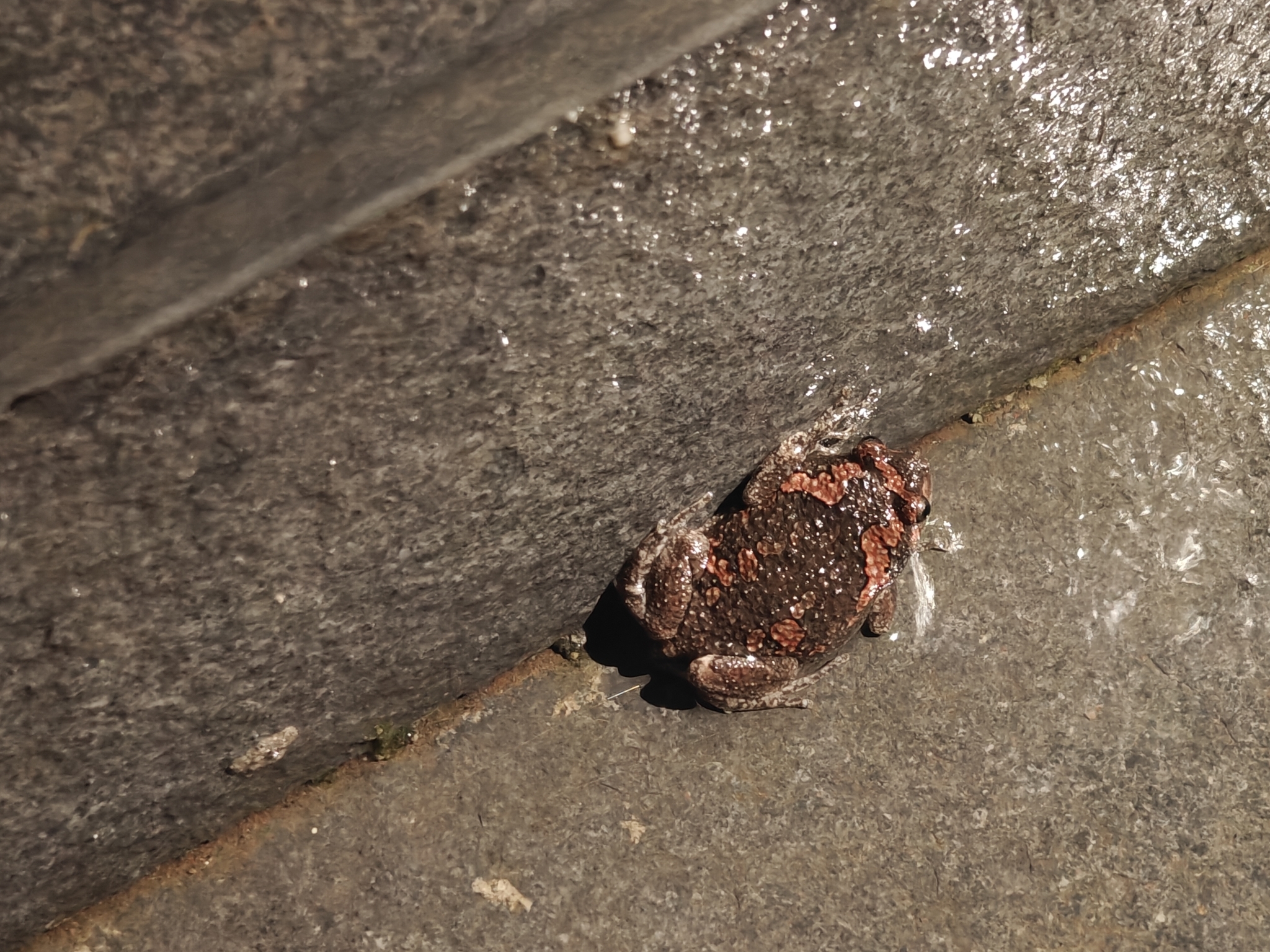 Painted Balloon Frog