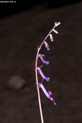 Lobelia sinaloae