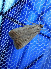 Tathorhynchus fallax