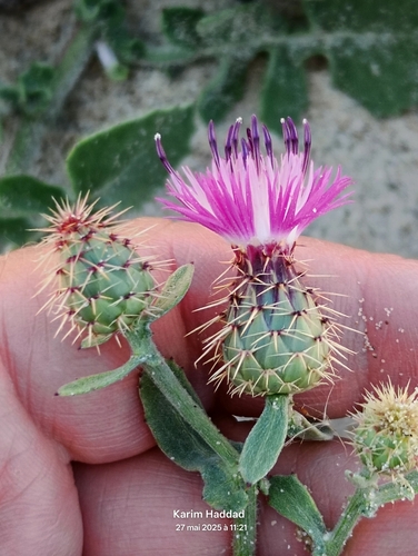 Nateesha Flame (Centaurea napifolia)