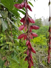 Thunbergia coccinea