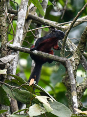 Callosciurus prevostii