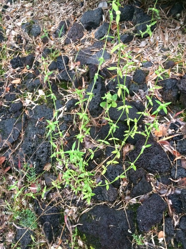 Spermacoce prostrata observed 2019-09-12
