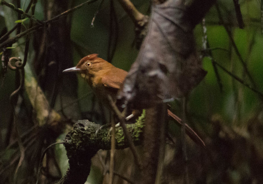 Chestnut-crowned Foliage-gleaner photo