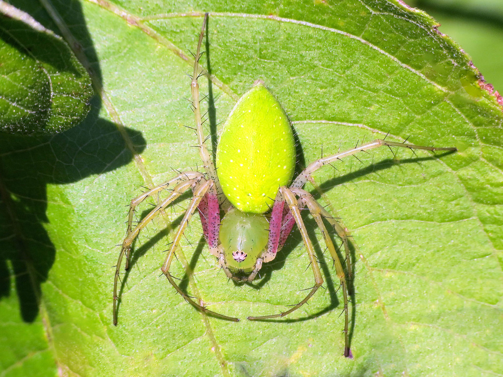 Lesser Green Lynx Spider from Ocuituco, Mor., Mexico on September 30 ...