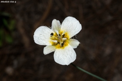 Calochortus ownbeyi