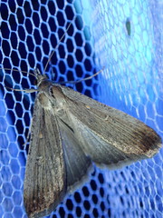 Tathorhynchus fallax