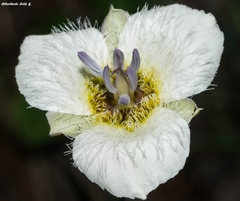 Calochortus ownbeyi
