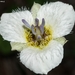 Calochortus ownbeyi - Photo (c) Heriberto Ávila-González, algunos derechos reservados (CC BY-NC), subido por Heriberto Ávila-González