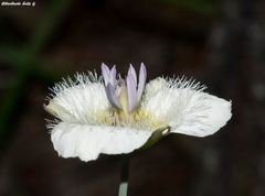 Calochortus ownbeyi