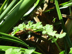 Zoniagrion exclamationis