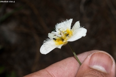 Calochortus ownbeyi