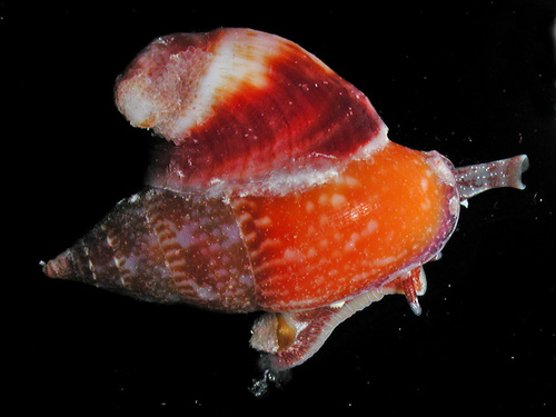 Sabia conica observed 2006-10-15