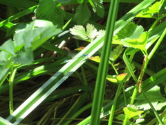 Zoniagrion exclamationis