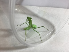 Stagmomantis limbata