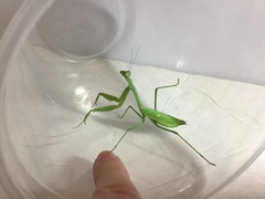 Stagmomantis limbata