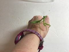 Stagmomantis limbata