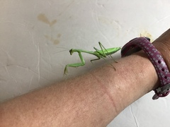 Stagmomantis limbata