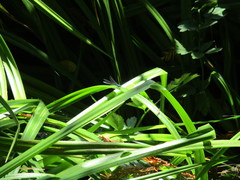 Zoniagrion exclamationis