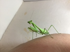 Stagmomantis limbata