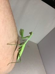 Stagmomantis limbata