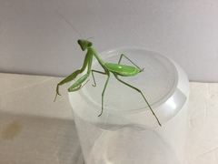 Stagmomantis limbata