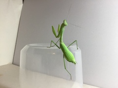 Stagmomantis limbata