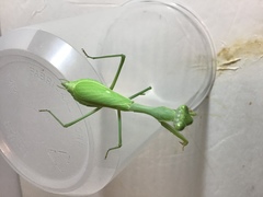 Stagmomantis limbata
