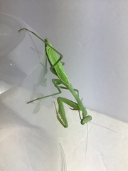 Stagmomantis limbata