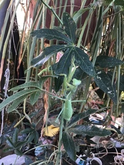 Stagmomantis limbata