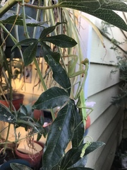 Stagmomantis limbata