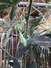 Stagmomantis limbata