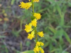 Solidago gracillima