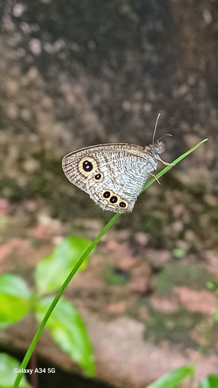Common Four-Ring
