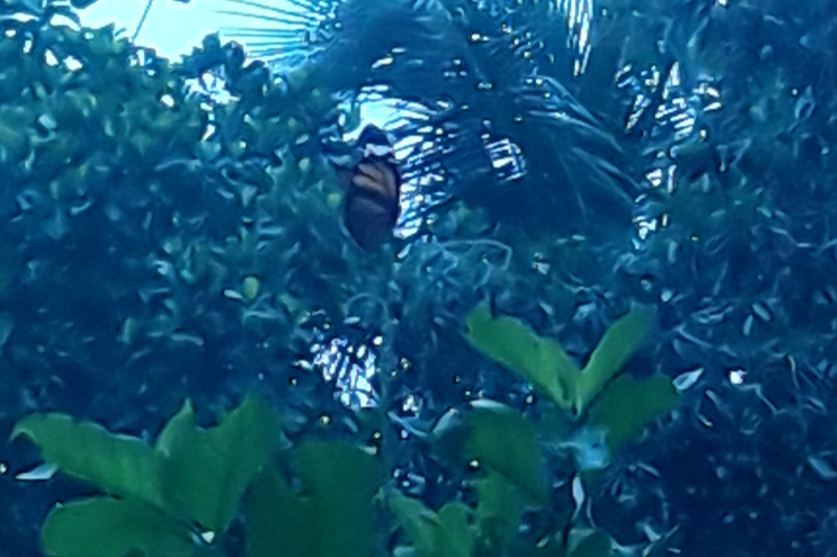 Striped Tiger