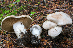 Cortinarius alboglobosus