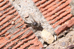 Aphoebantus
