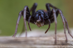 Castianeira walsinghami