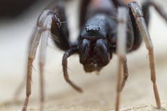 Castianeira walsinghami