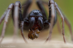 Castianeira walsinghami