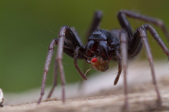 Castianeira walsinghami