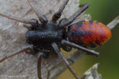 Castianeira walsinghami