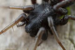 Castianeira walsinghami