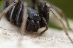 Castianeira walsinghami