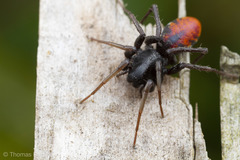 Castianeira walsinghami