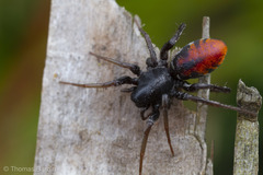 Castianeira walsinghami